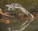 frog